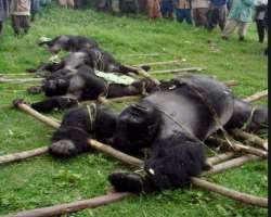 Poaching and illegal logging are a great threat to the park which is disturbing wildlife. The hunting of gorillas is decreasing their population in th